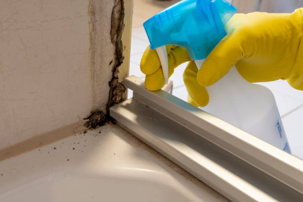 Best Bathroom Mold Remediation in Soh Ogden, UT