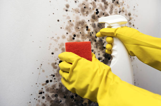 Best Industrial Mold Remediation in Soh Ogden, UT