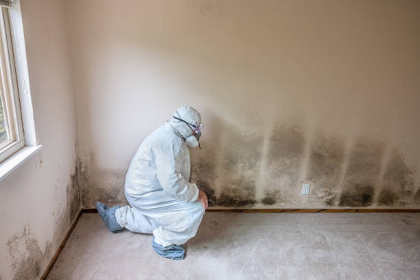 Best Mold Testing and Inspection Services in Soh Ogden, UT