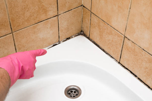 Best Kitchen Mold Remediation in Soh Ogden, UT